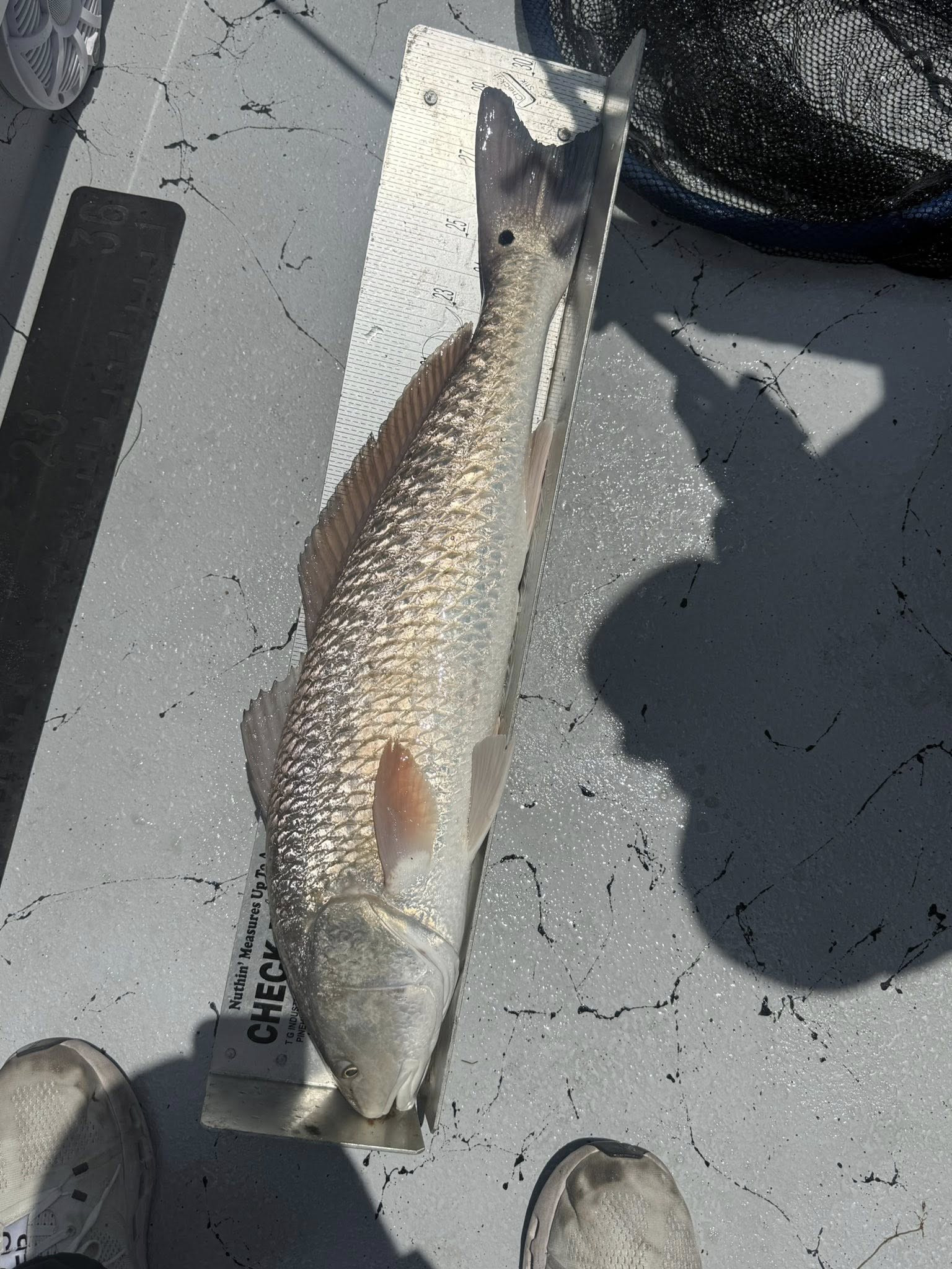 Redfish caught in Corpus Christi TX displayed on measuring board on boat deck