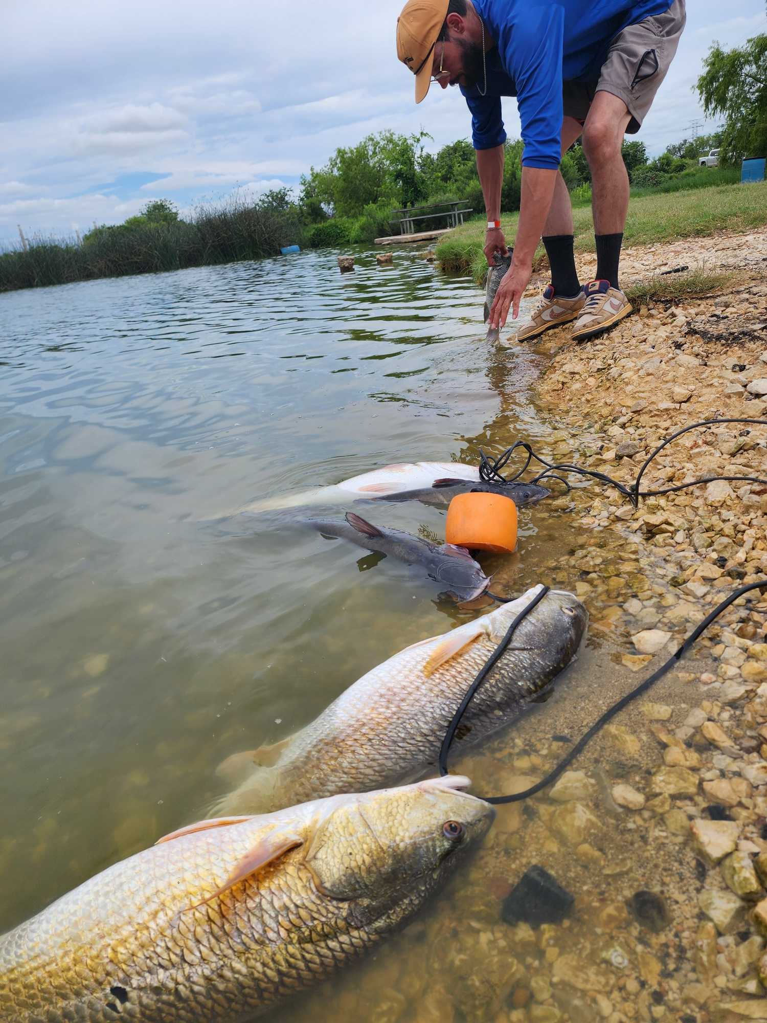 Multiple redfish caught during fishing trip in San Antonio TX laying on shoreline