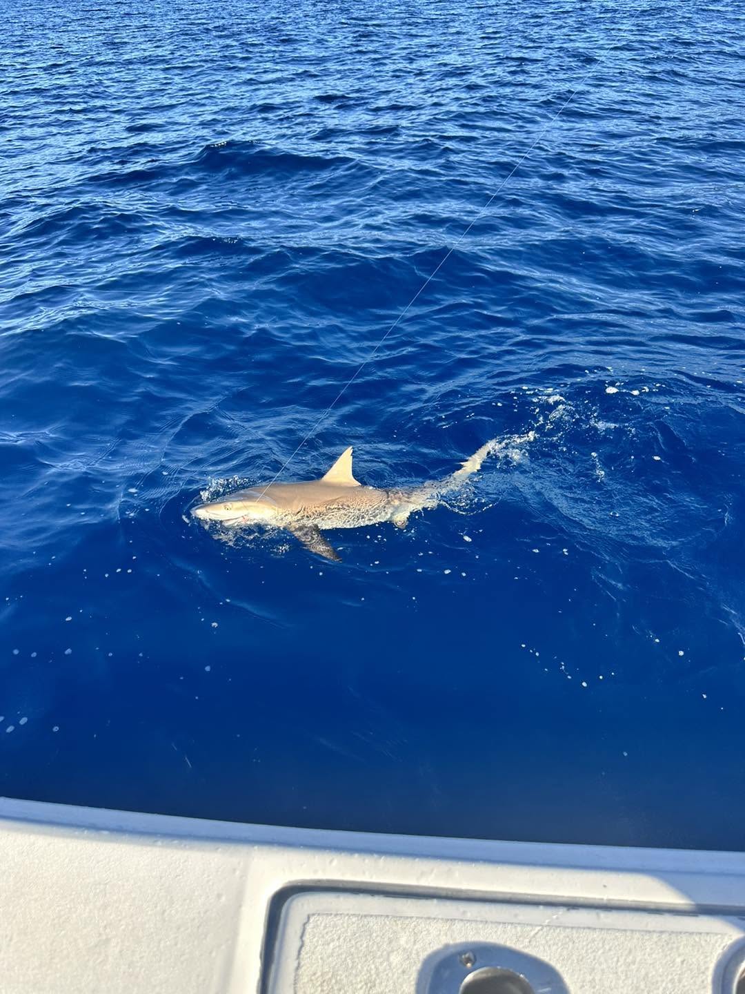 Shark fishing charter boat in Palmas del Mar, Puerto Rico with heavy tackle gear ready