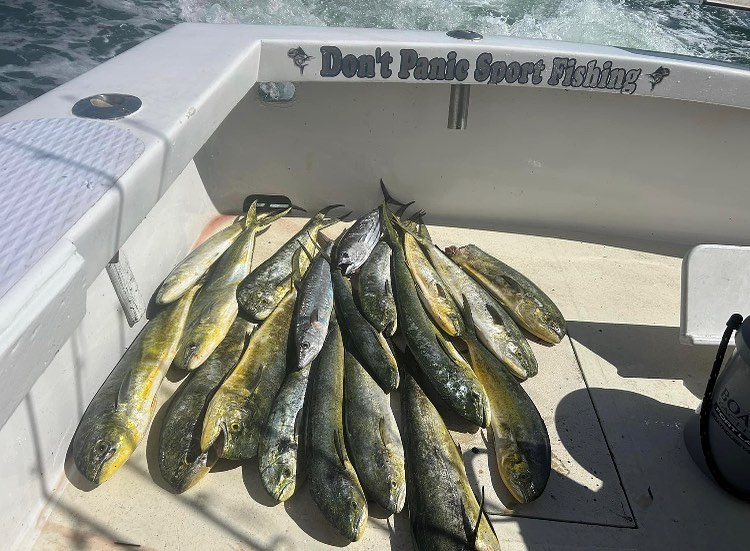 Two mahi mahi fish caught while fishing in Pompano Beach