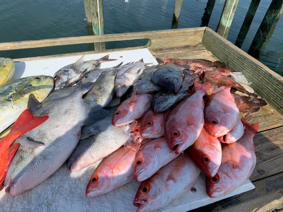 4 fish caught in Beaufort