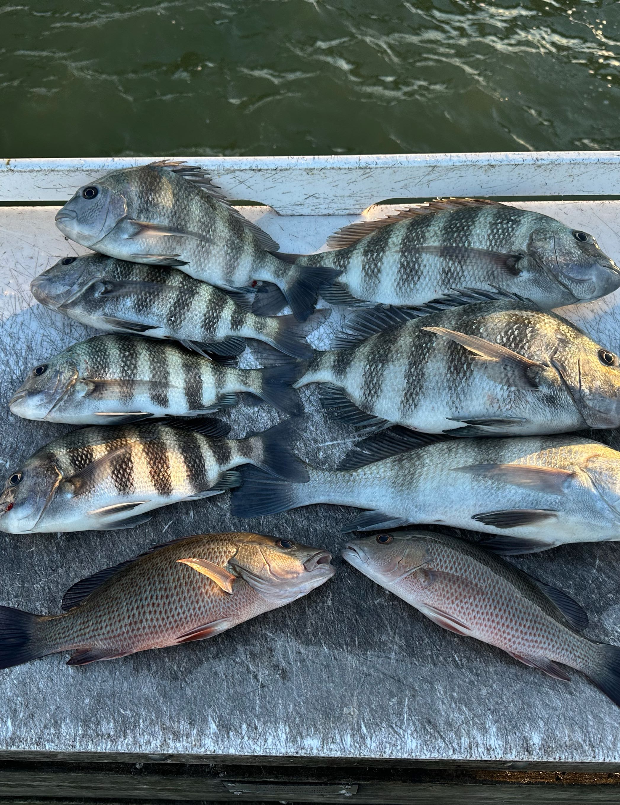 Caught 8 sheepshead and grey snapper in Belleair Bluffs