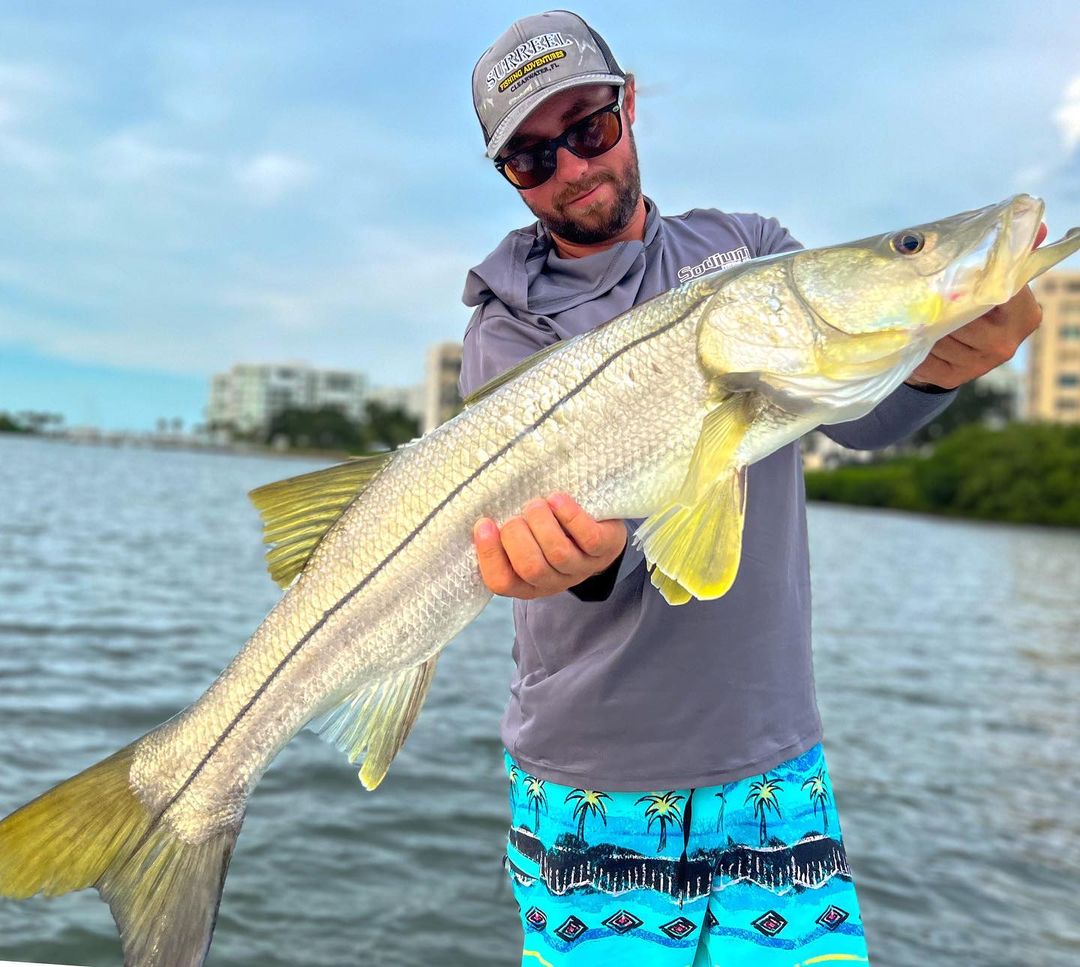 A snook fish caught in Belleair Bluffs during fishing
