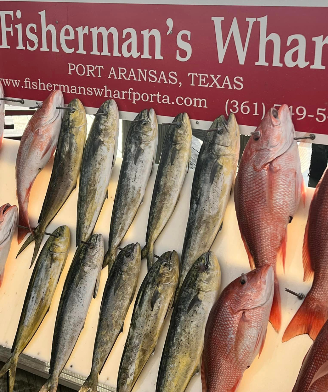 10 fish caught while fishing in TX