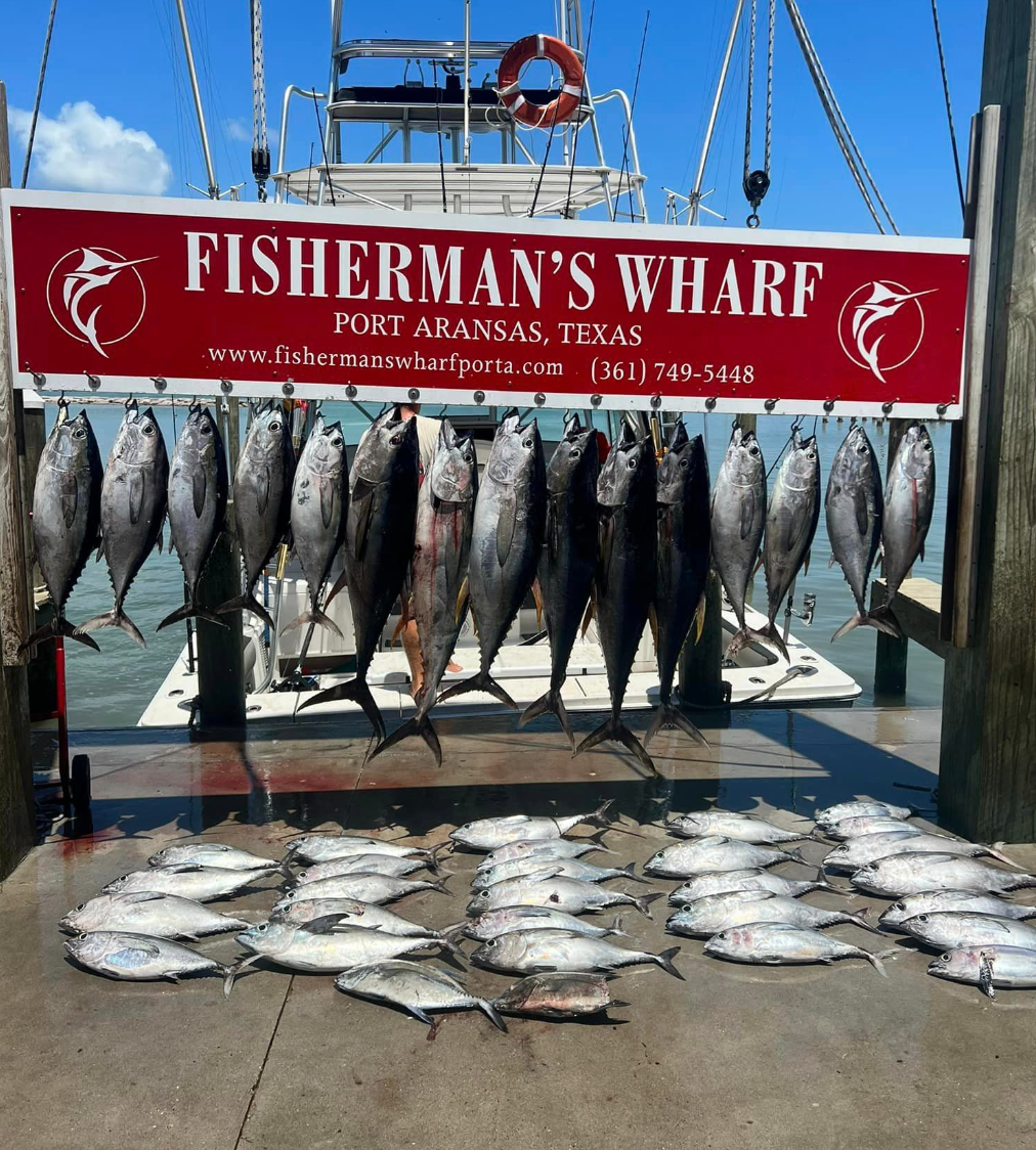 School of 12 blackfin tuna, little tunny, and Atlantic bonito fish in TX waters
