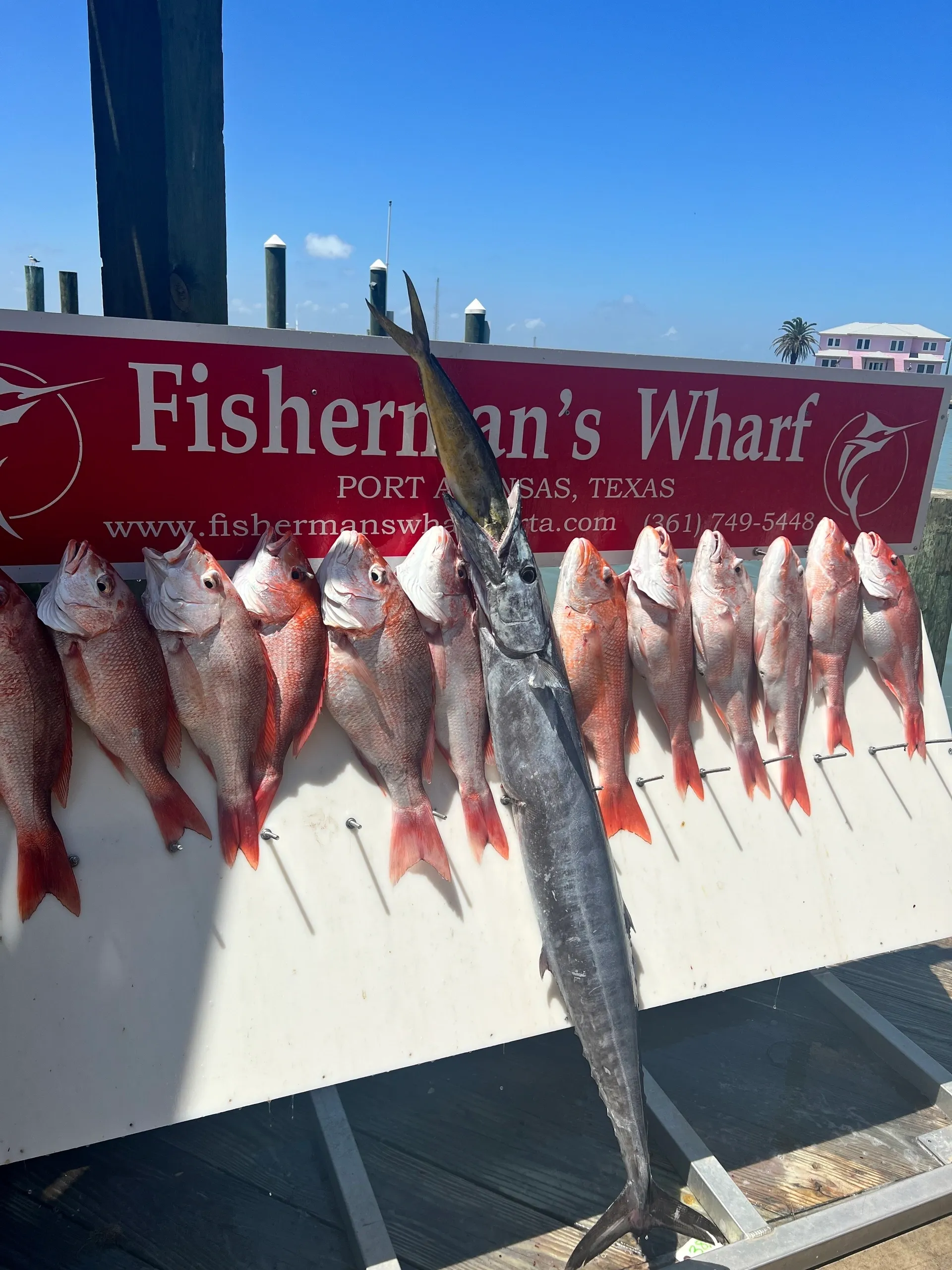 Wahoo fish caught in TX