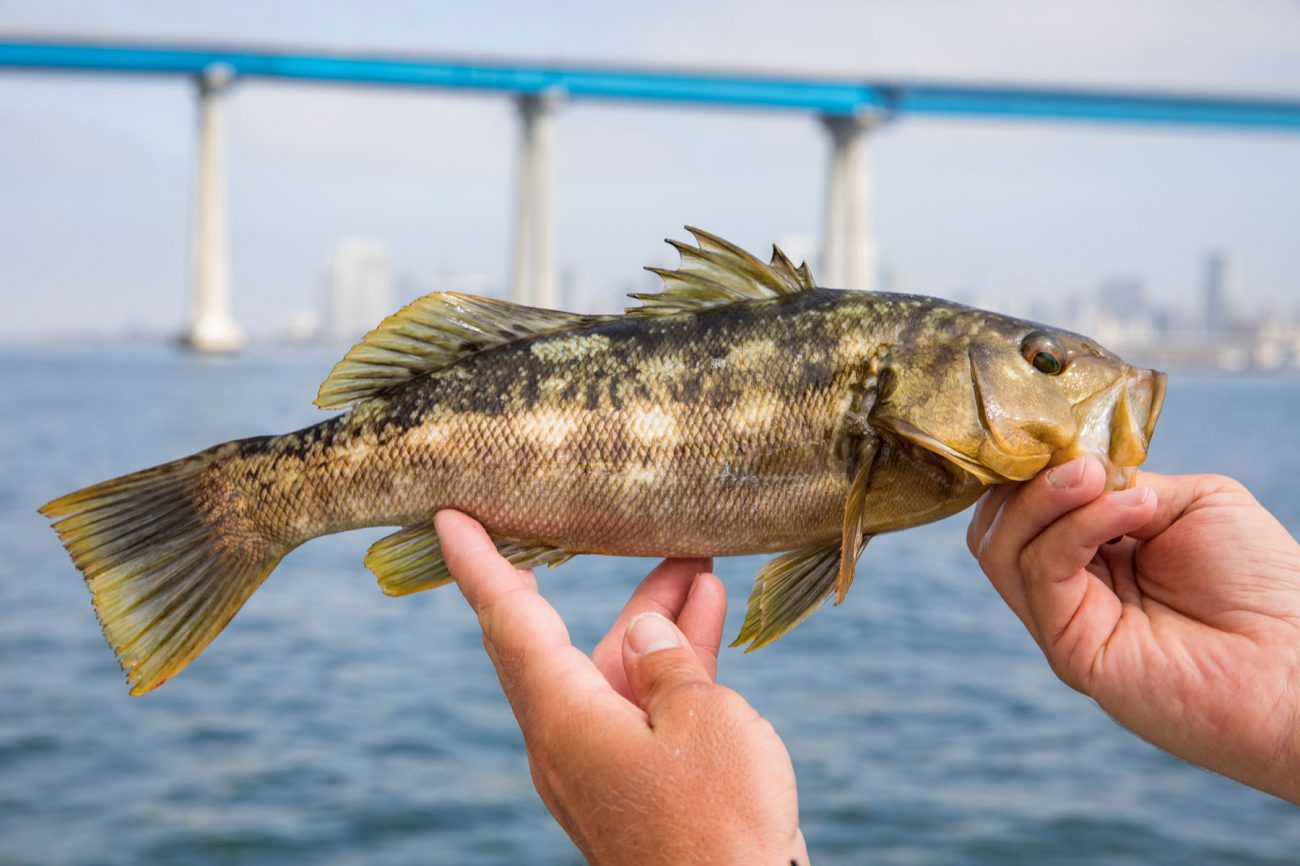 Kelp Bass caught fishing in CA