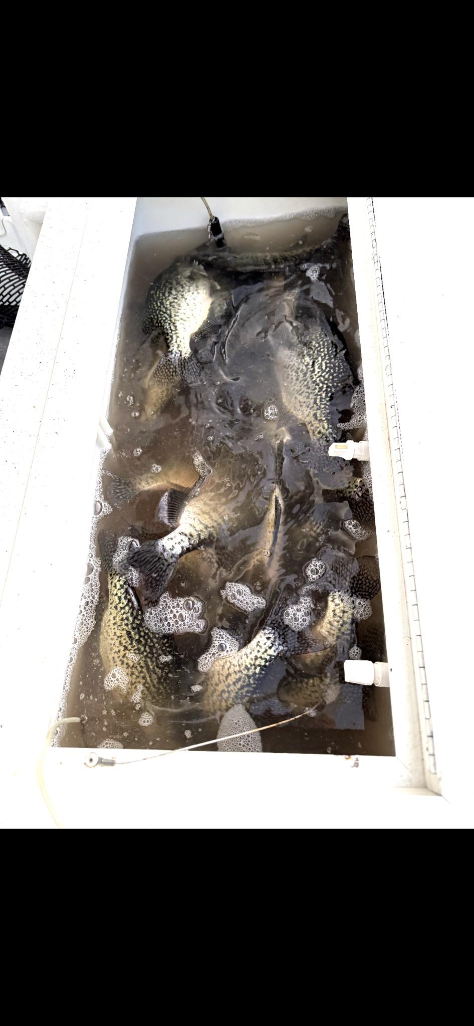 Fresh caught fish in white cooler box from Pittsburg MO fishing trip