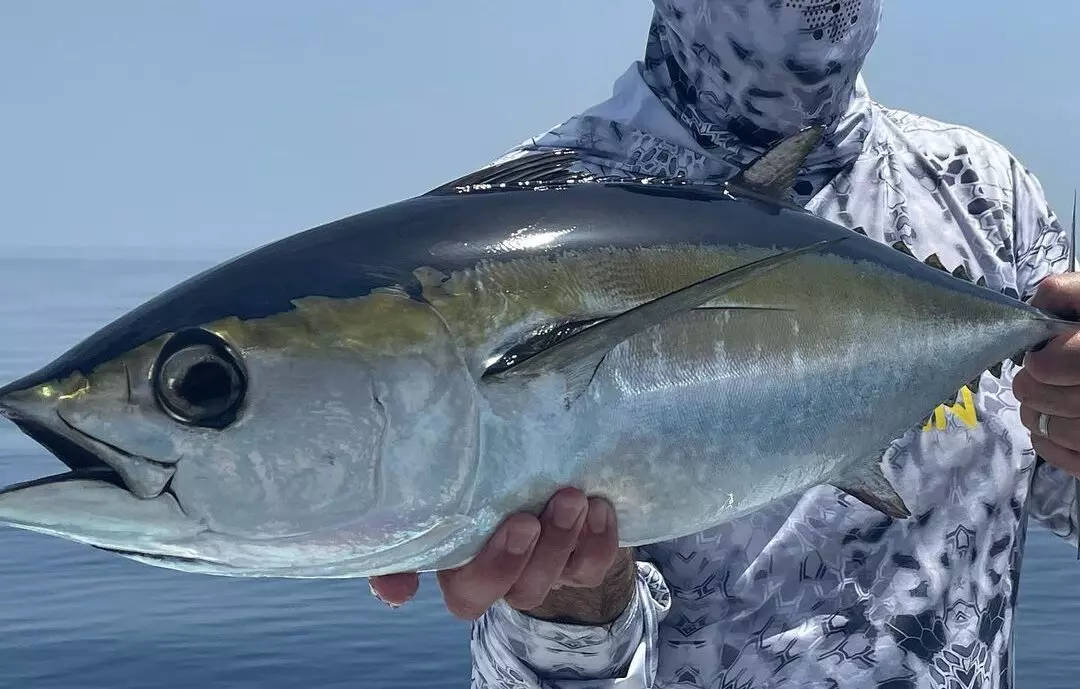 A yellowfin tuna fish caught in Key West, Florida