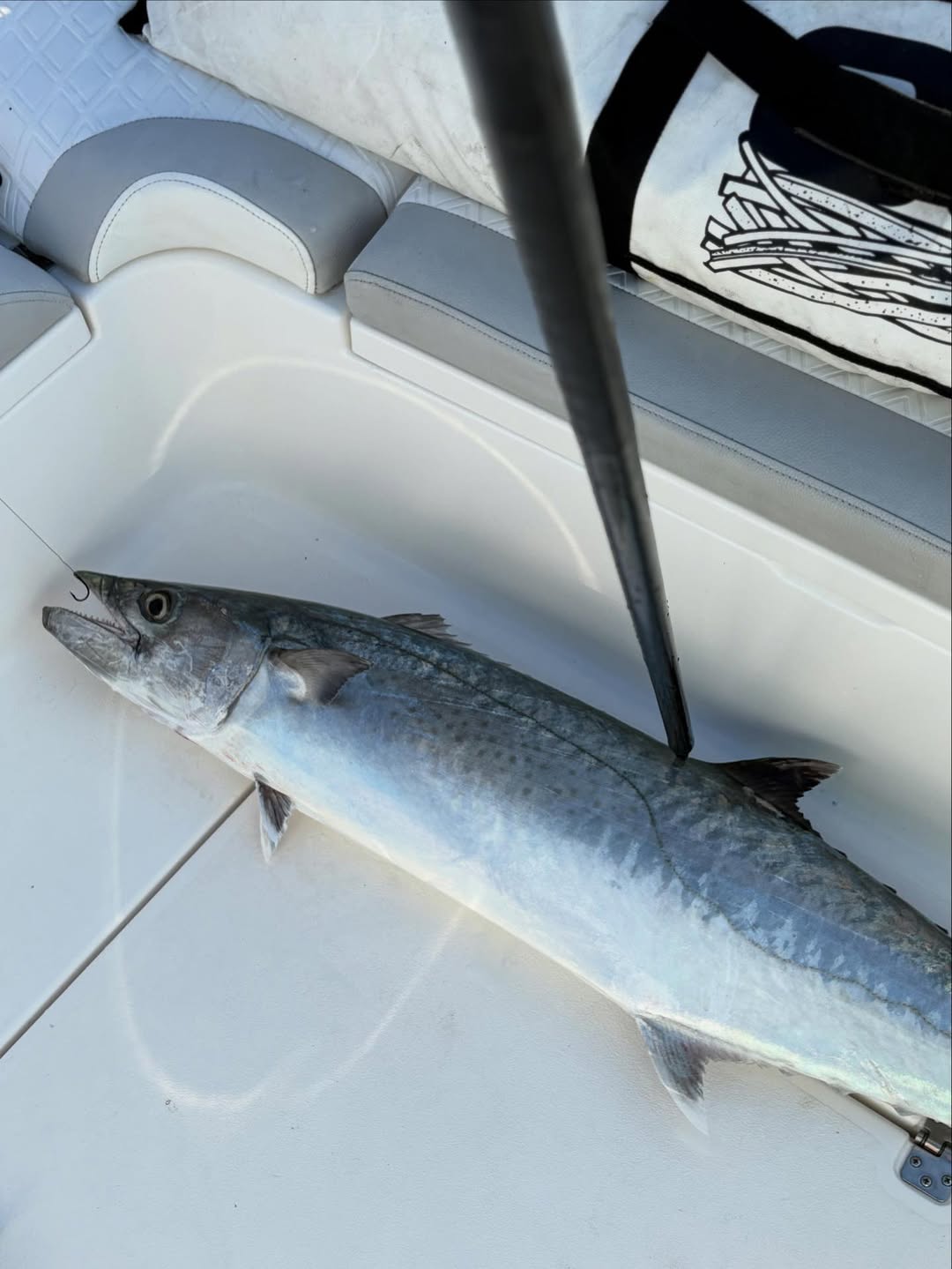 King Mackerel caught fishing in Belleair Bluffs FL displayed on boat deck
