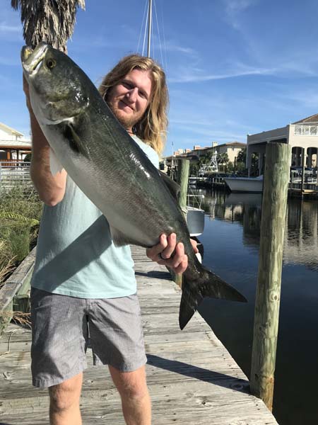 Bluefish, 29-inch catch, Destin location