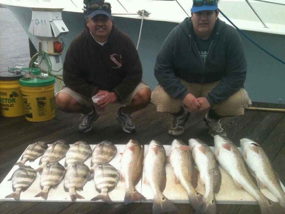 5 sheepshead fish caught in Orange Beach