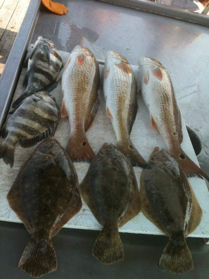 7 southern flounder and sheepshead caught in orange beach