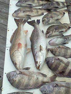 5 bluefish caught in AL