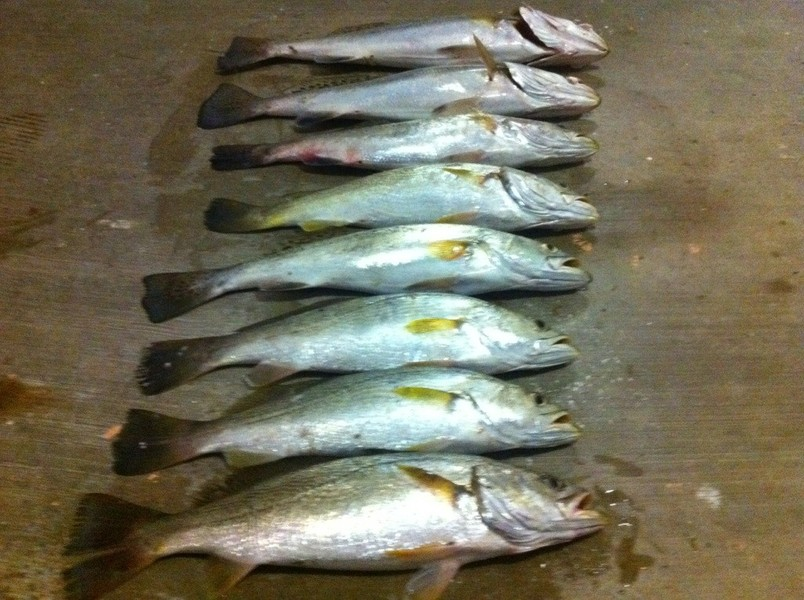 6 fishing in tx