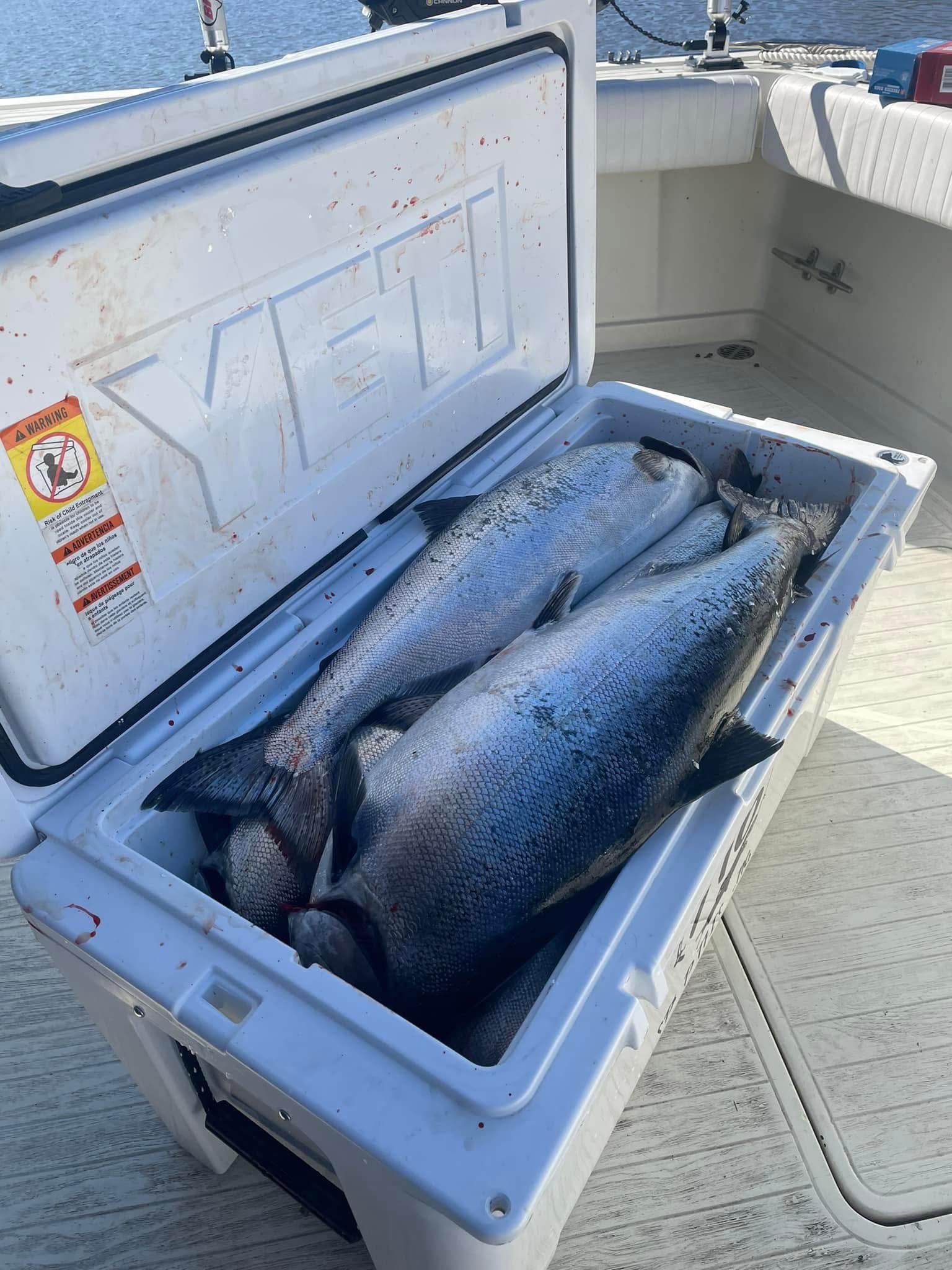 Fresh caught salmon in white cooler on fishing boat in Olcott NY
