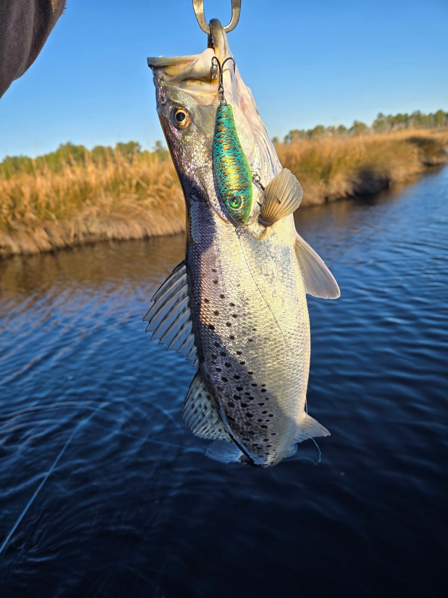 Speckled trout caught on lure being held over water in Morehead City NC