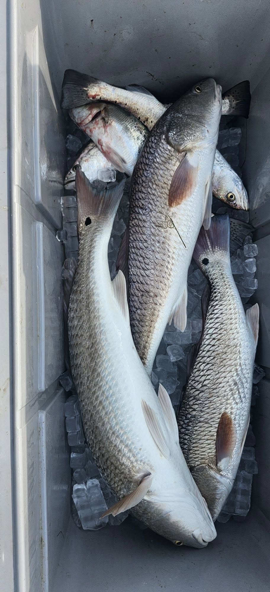 Fresh caught redfish on ice in cooler from Port O'Connor TX fishing trip