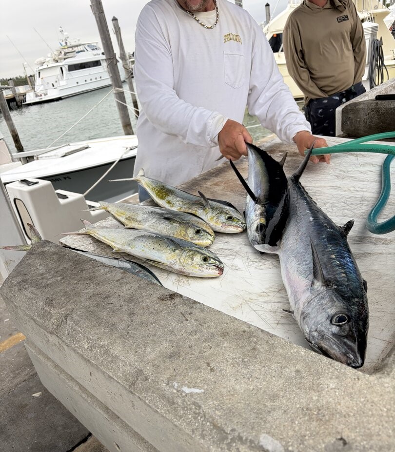 Fresh caught King Mackerel and Mahi Mahi displayed on boat dock in Miami Beach FL