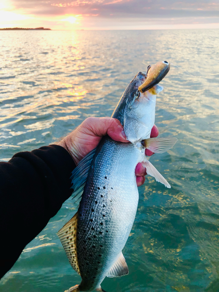 Spotted Weakfish caught in Galveston