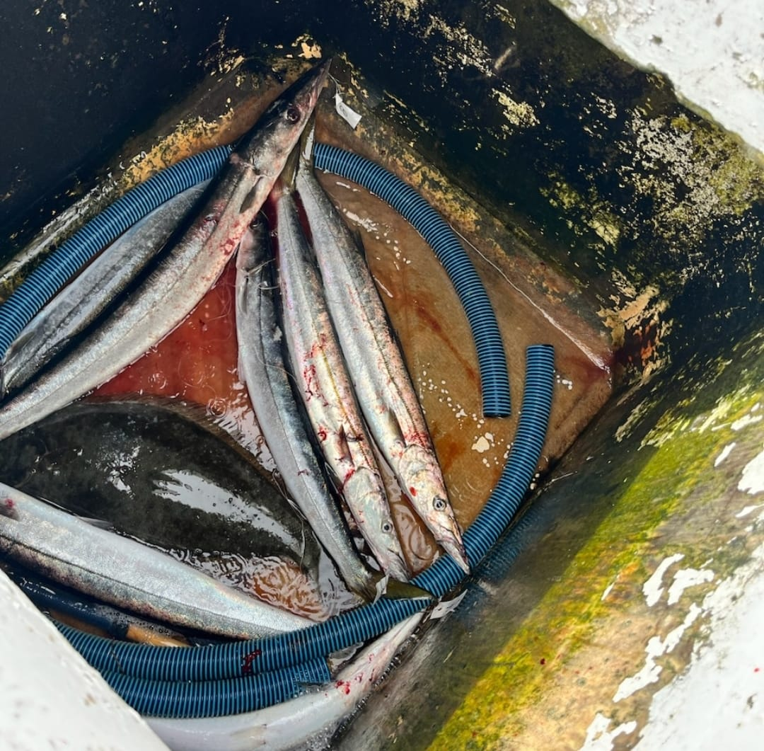 Two fish caught in Nags Head, perfect fishing spot