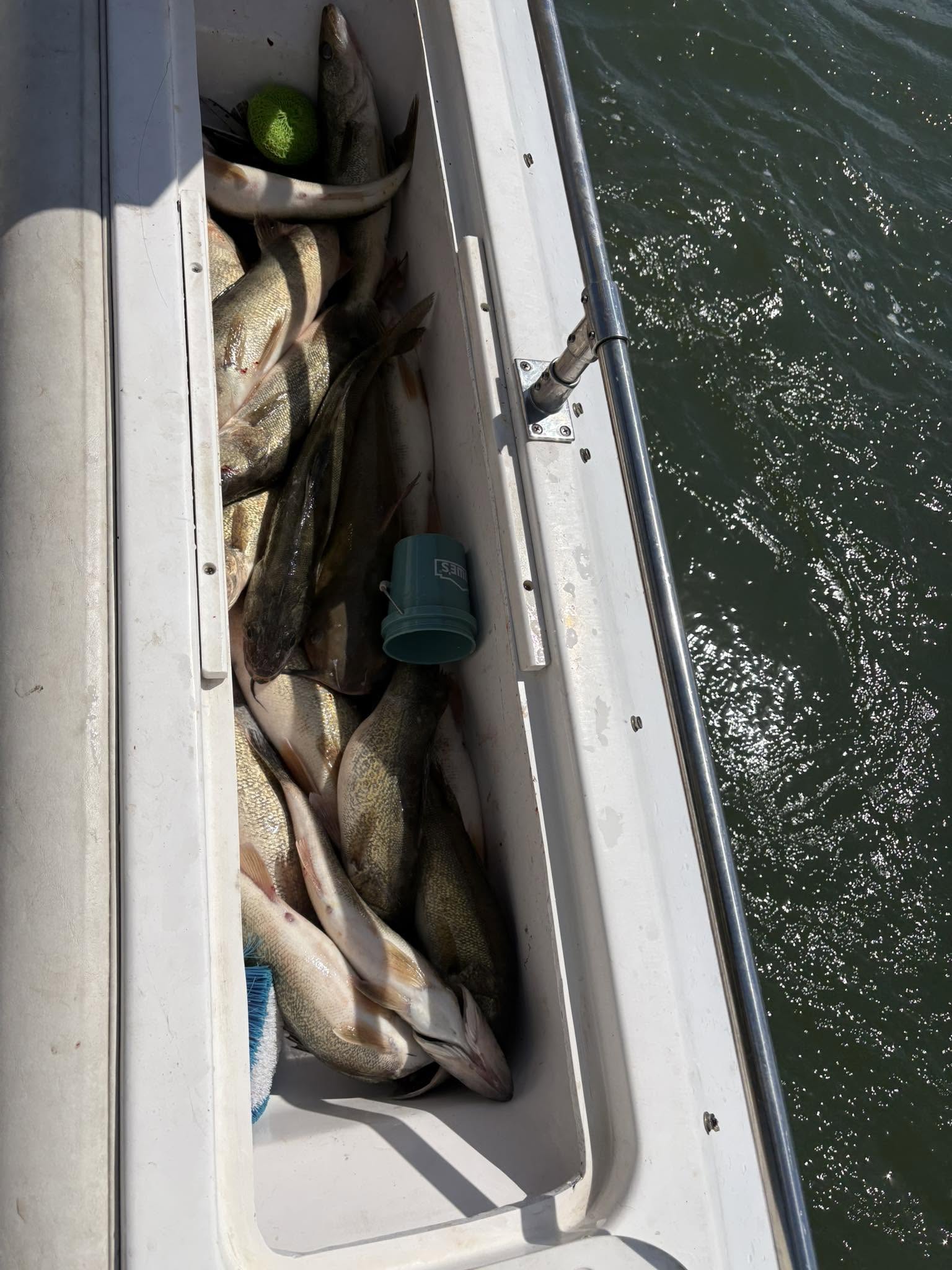Fresh caught walleye fish stored in boat cooler compartment in Port Clinton OH