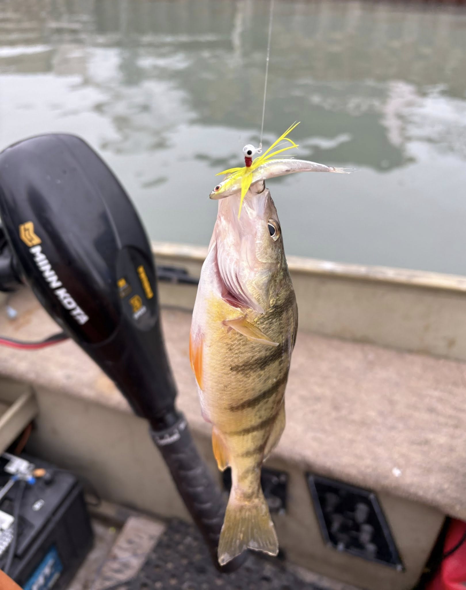 American Yellow Perch caught with yellow fishing lure on boat in Port Clinton OH