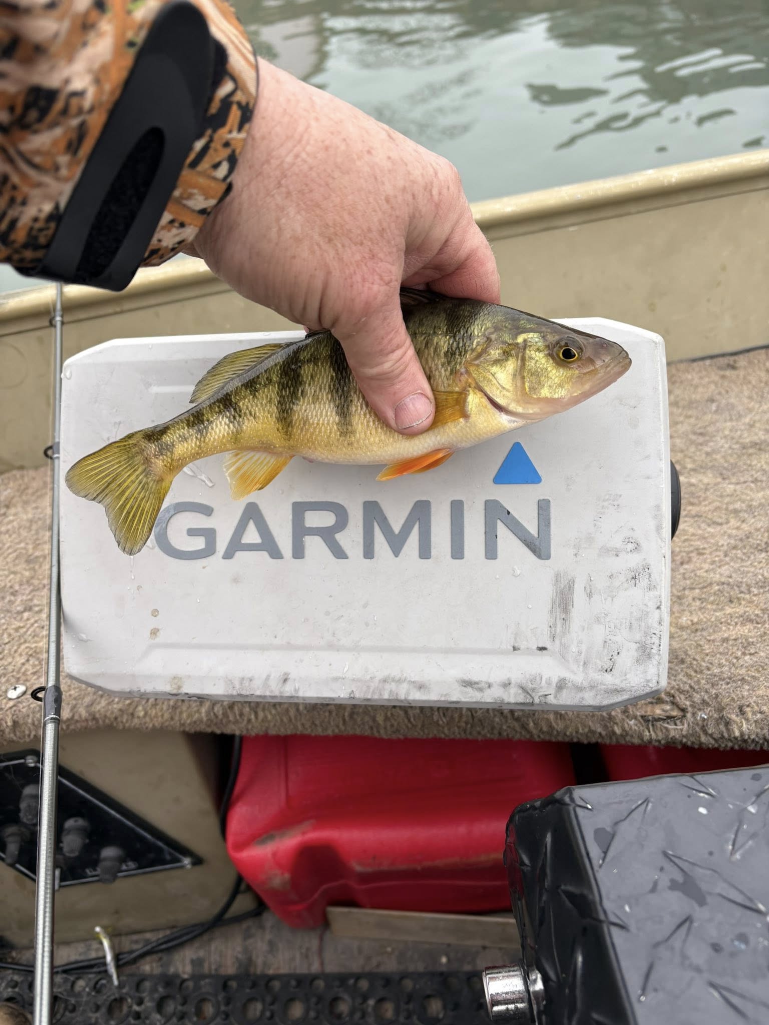 American Yellow Perch caught while fishing in Port Clinton OH displayed on Garmin fish finder