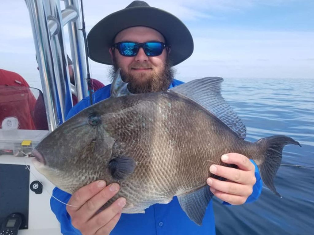 One grey triggerfish caught in Orange Beach, Florida