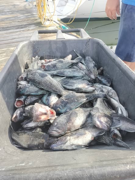 Large bin filled with freshly caught fish on fishing boat dock in Norfolk VA