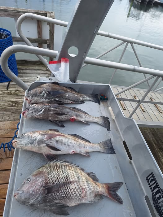 Fresh caught sheepshead and black drum fish displayed in cleaning station after fishing trip in Norfolk VA