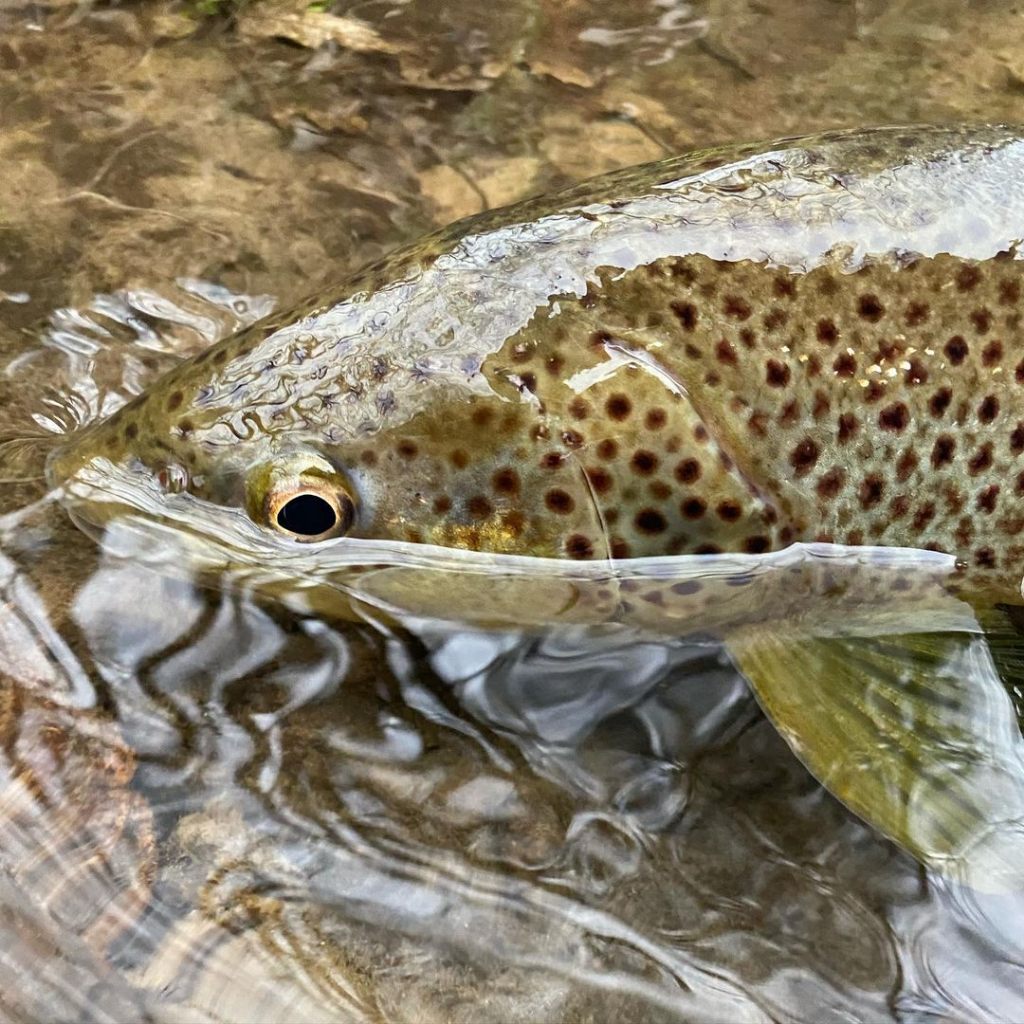 Trout Fishing in MI Rivers