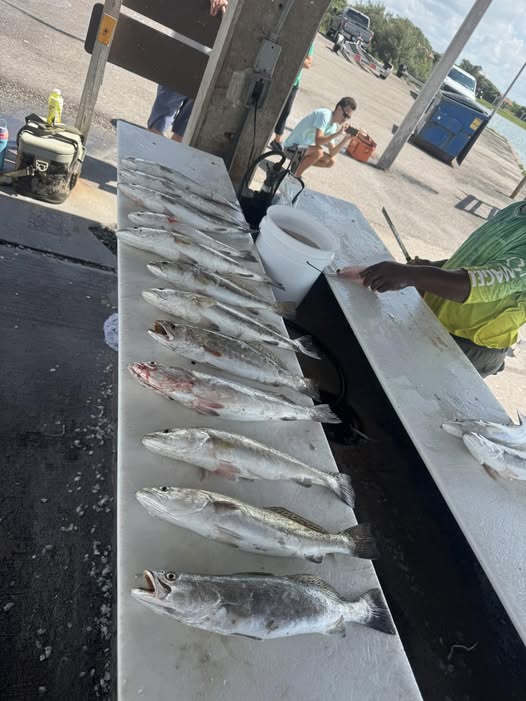 Three fish caught in Texas with fishing and hunting techniques