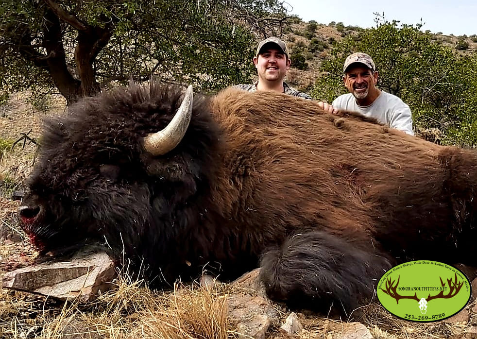 Successful buffalo hunt in Flagstaff Arizona with hunters posing behind harvested bison