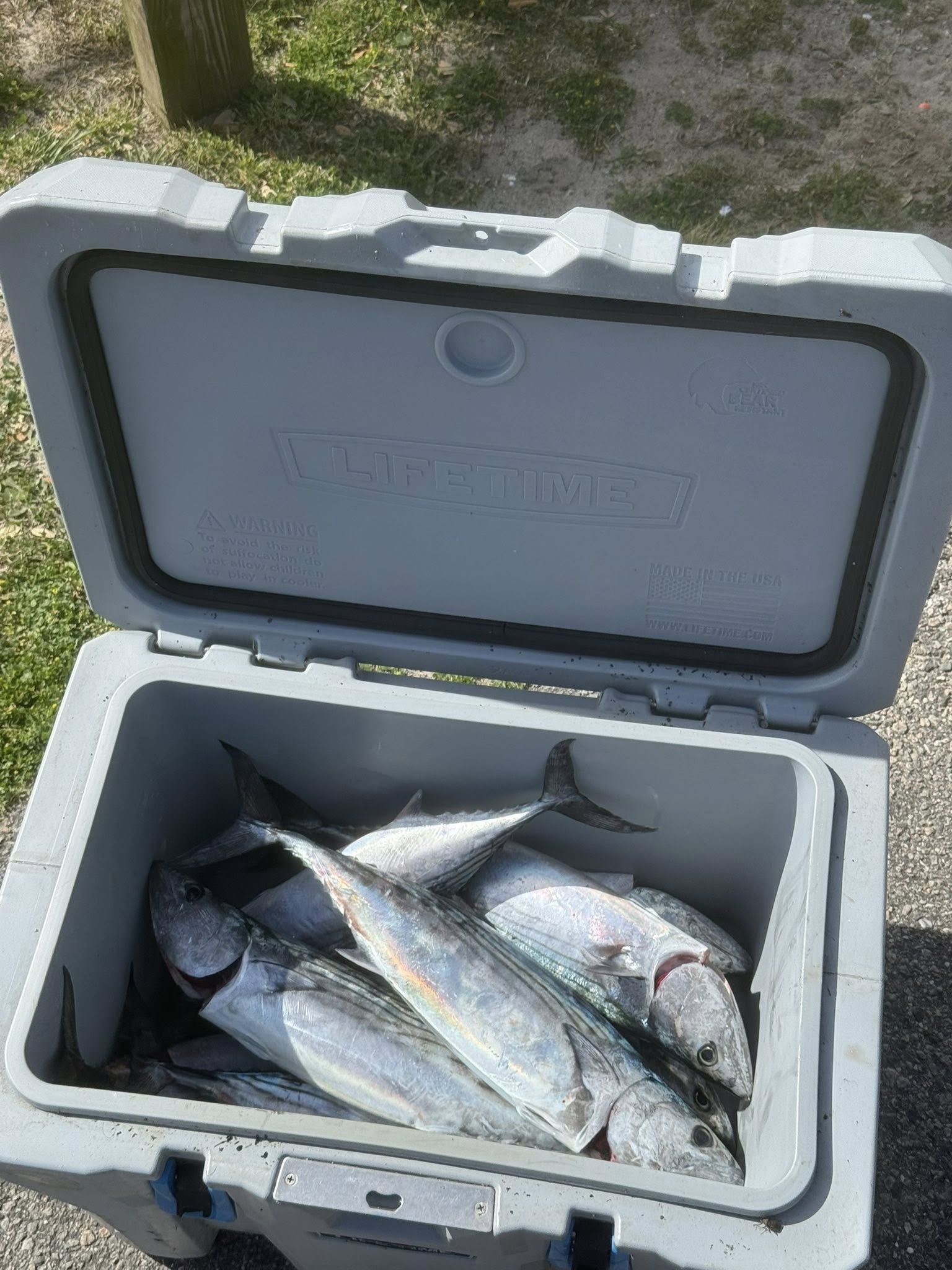 Cooler filled with fresh Atlantic Bonito and other fish species from Surf City NC fishing charter
