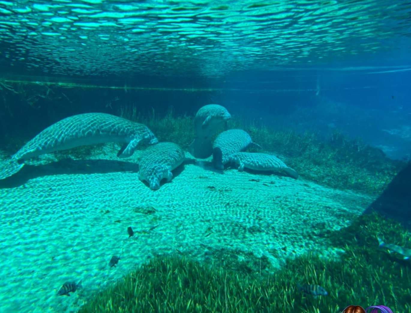Group of manatees resting on sandy bottom in clear spring waters in Spring Hill FL