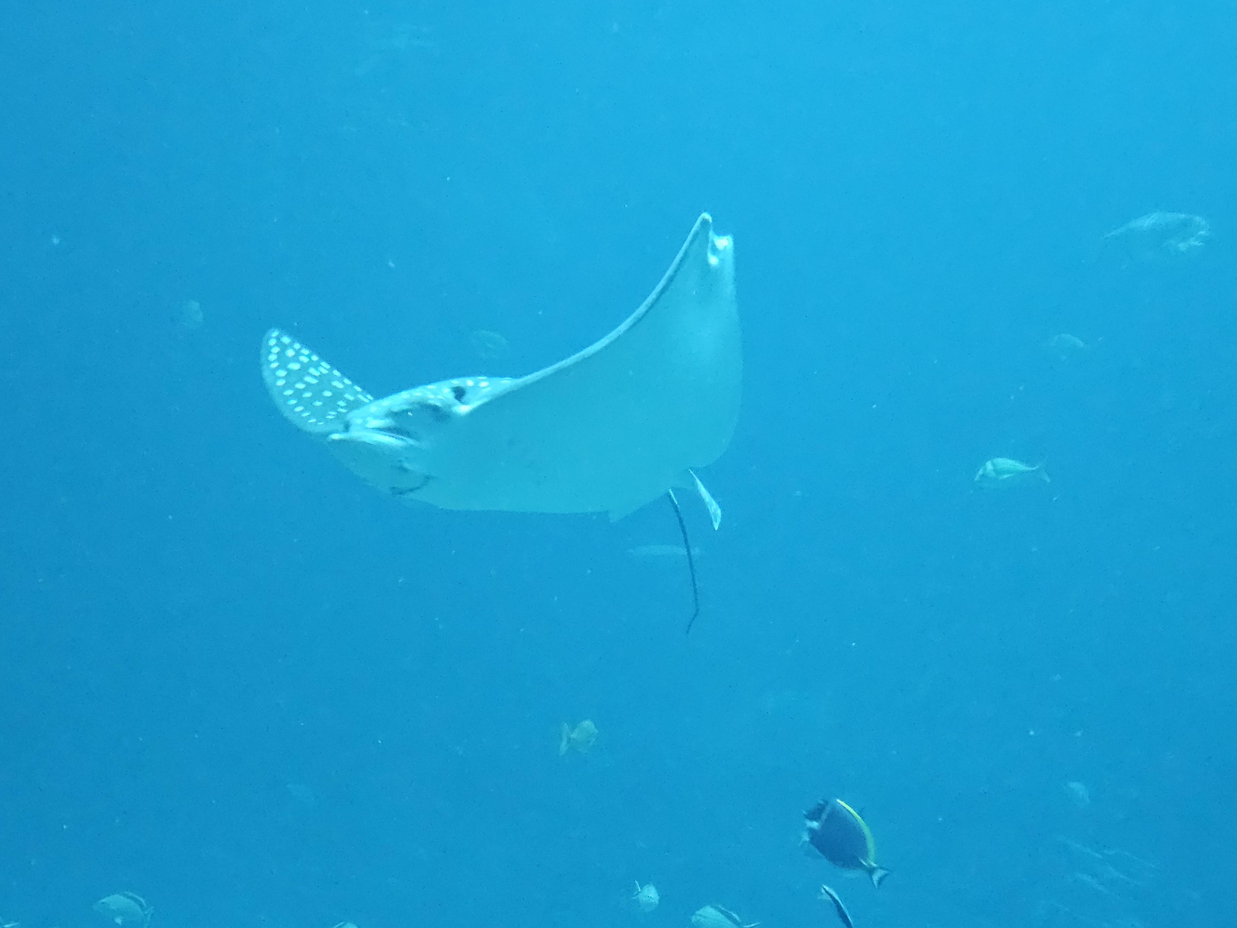 Whitespotted Eagle Ray swimming underwater in Spring Hill FL waters