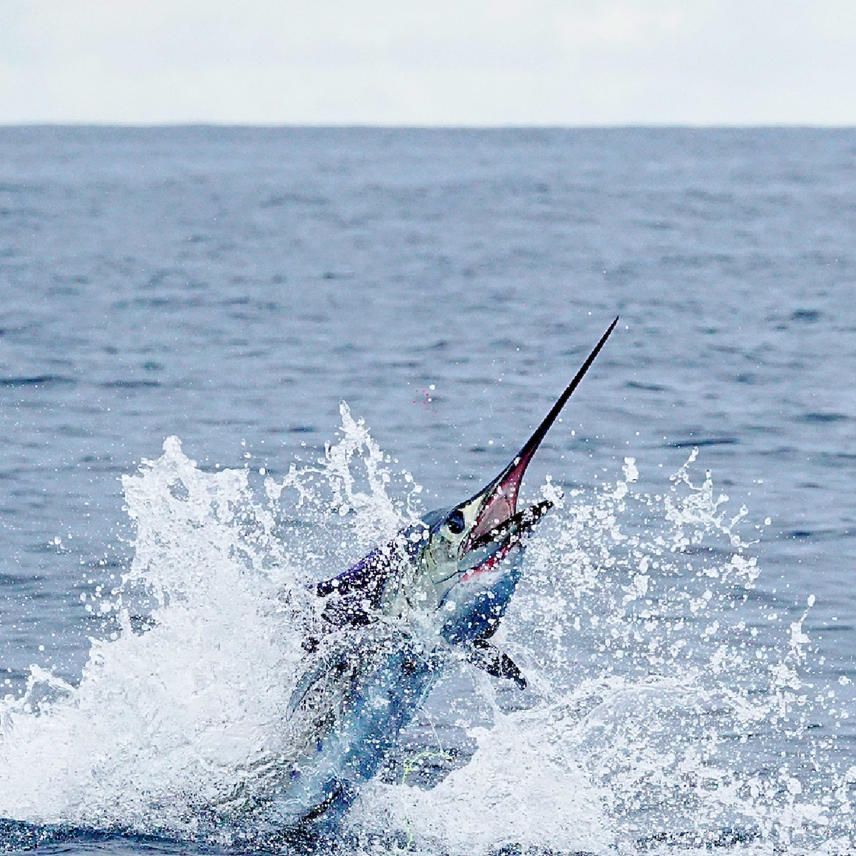 A man fishing in the waters of Pompano Beach