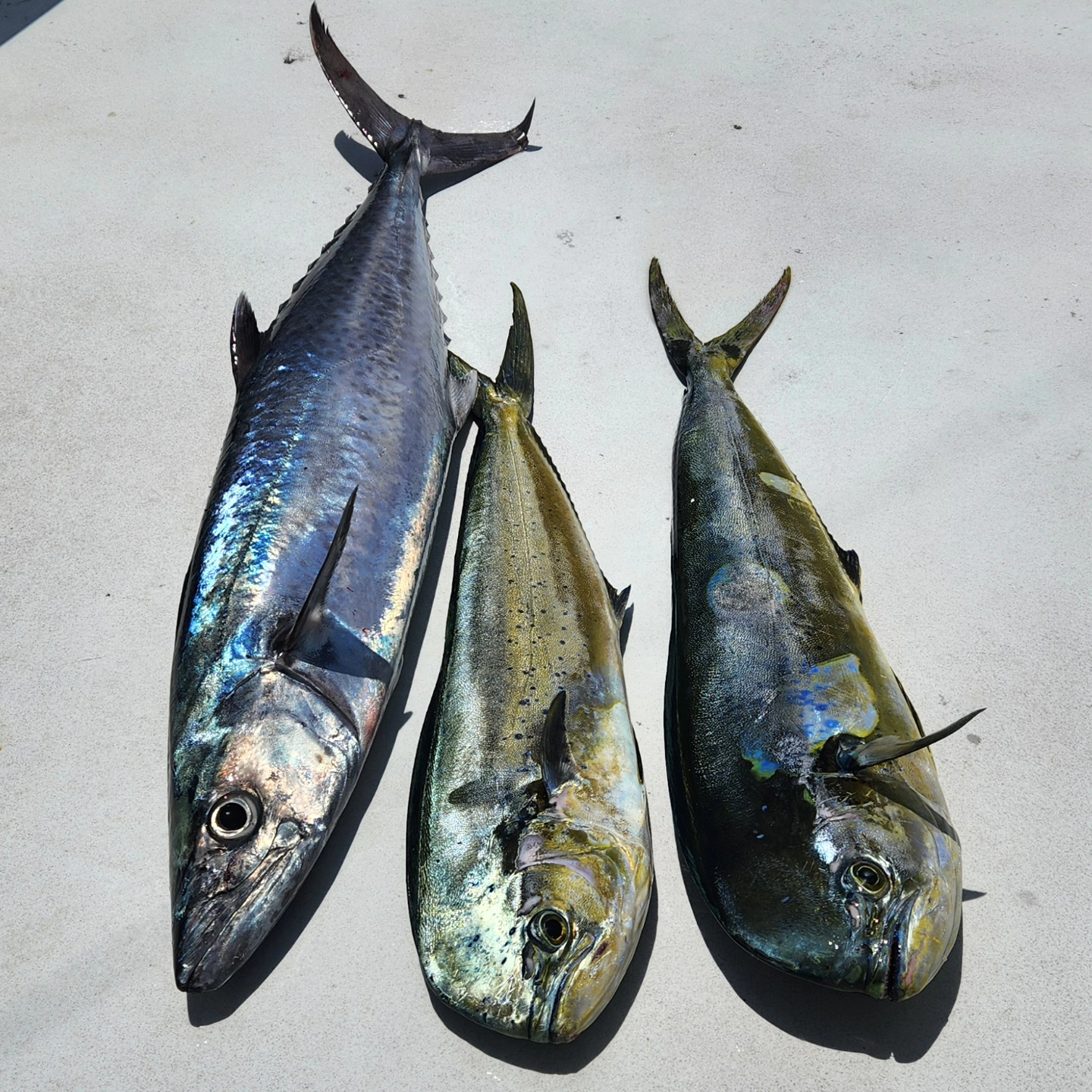 Three fish caught in FL
