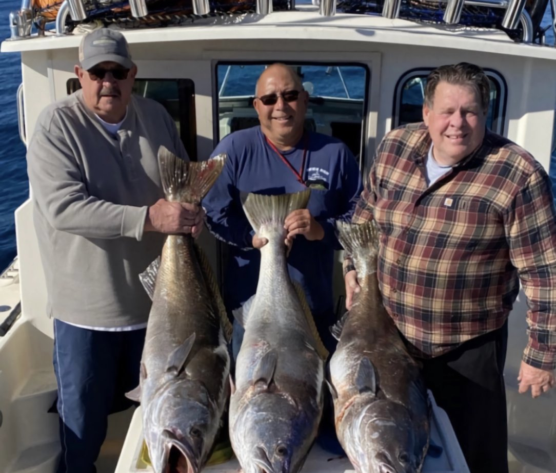 Three bluefish, a great catch in Huntington Beach