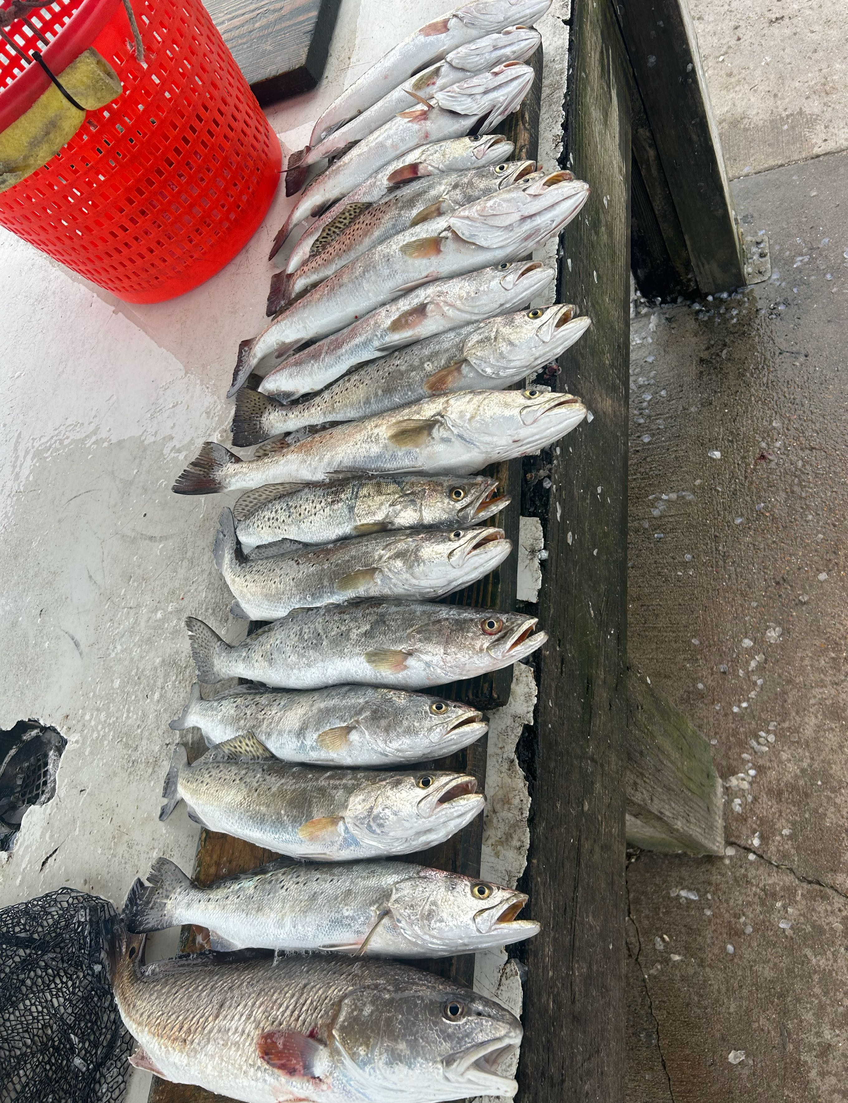7 fish caught in TX