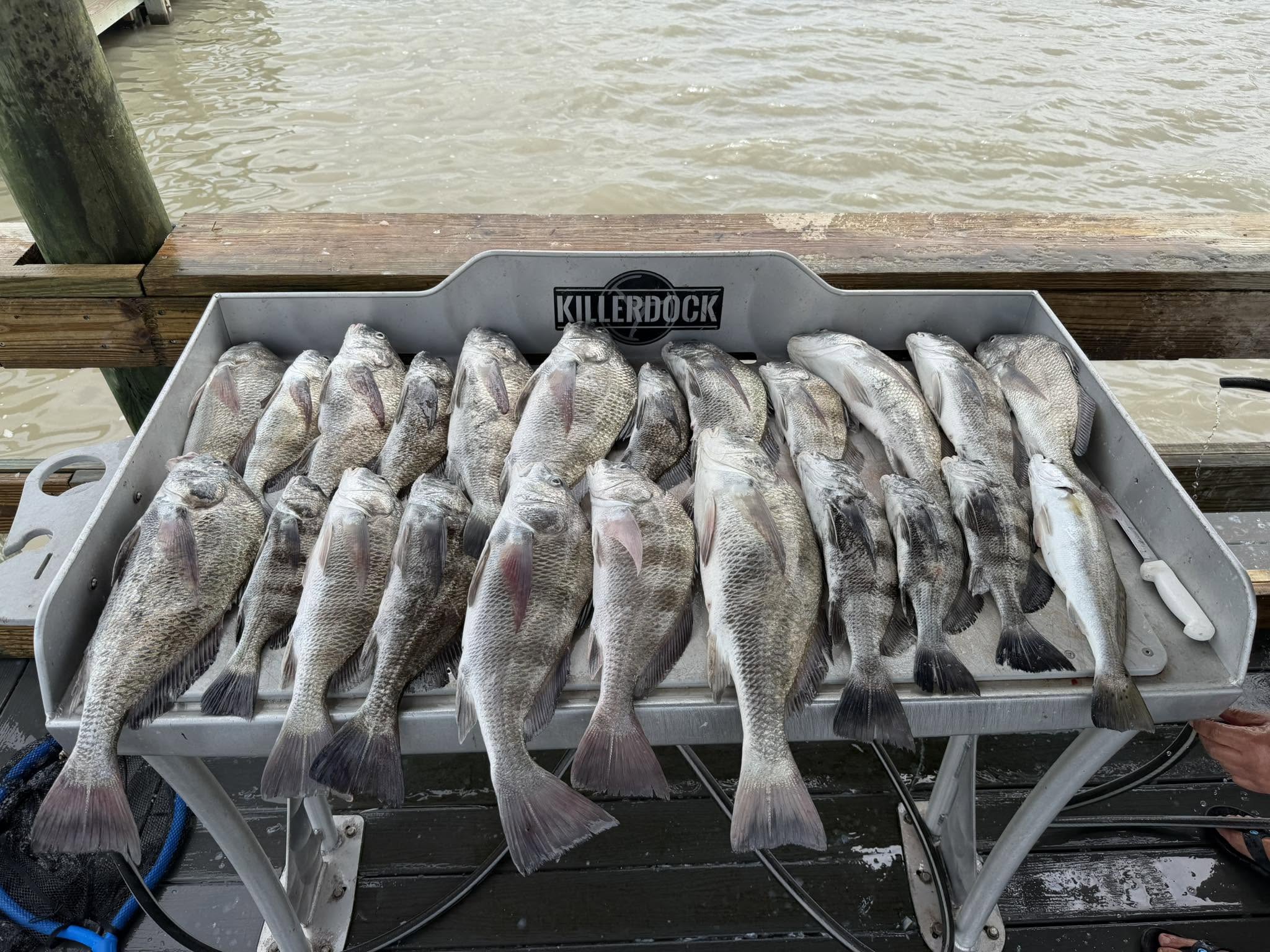 Black drum fishing catch displayed on cleaning station in Corpus Christi TX