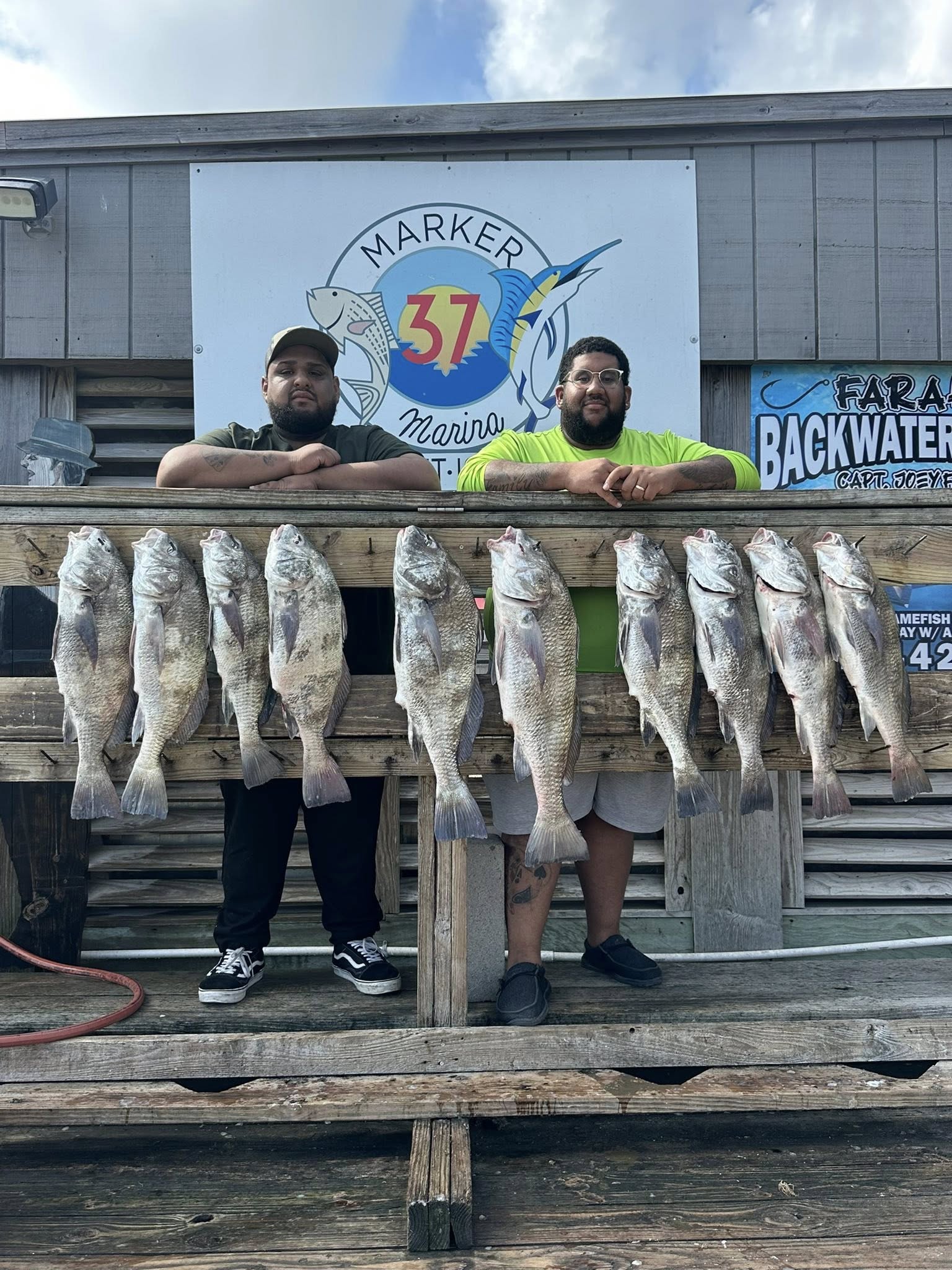 Ten black drum fish displayed on wooden dock in Corpus Christi TX
