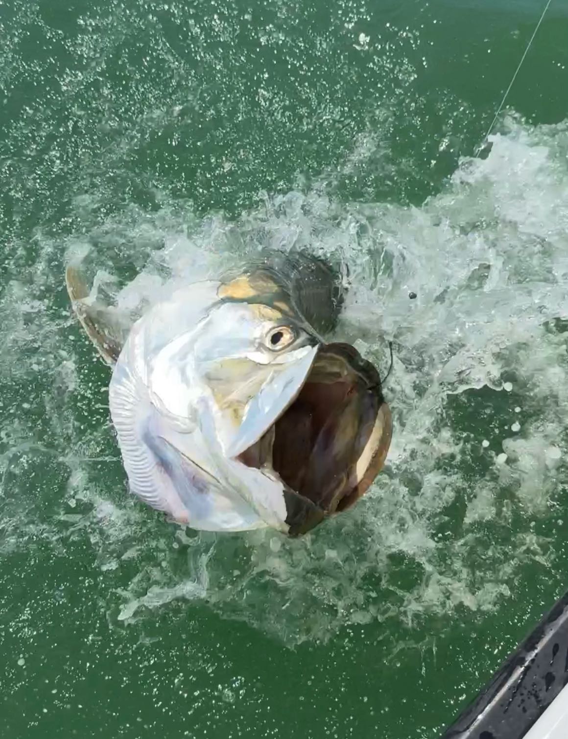 One fish caught in FL while fishing