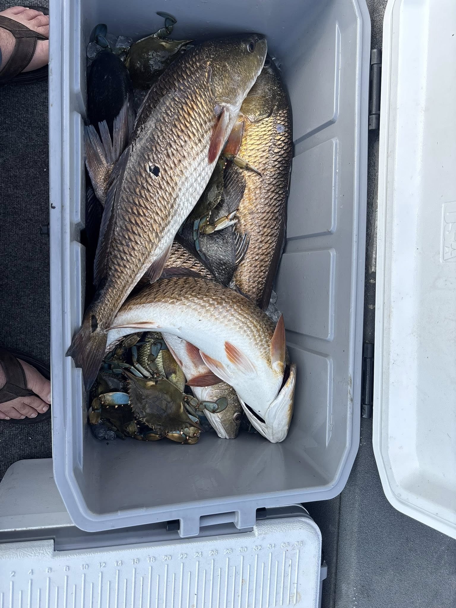 Fresh caught redfish in cooler from Bridge City TX fishing trip