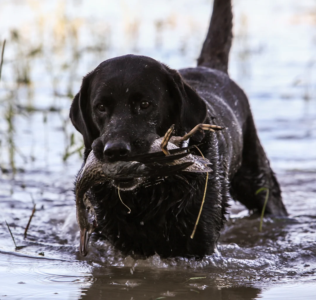Lone hunter in Texas