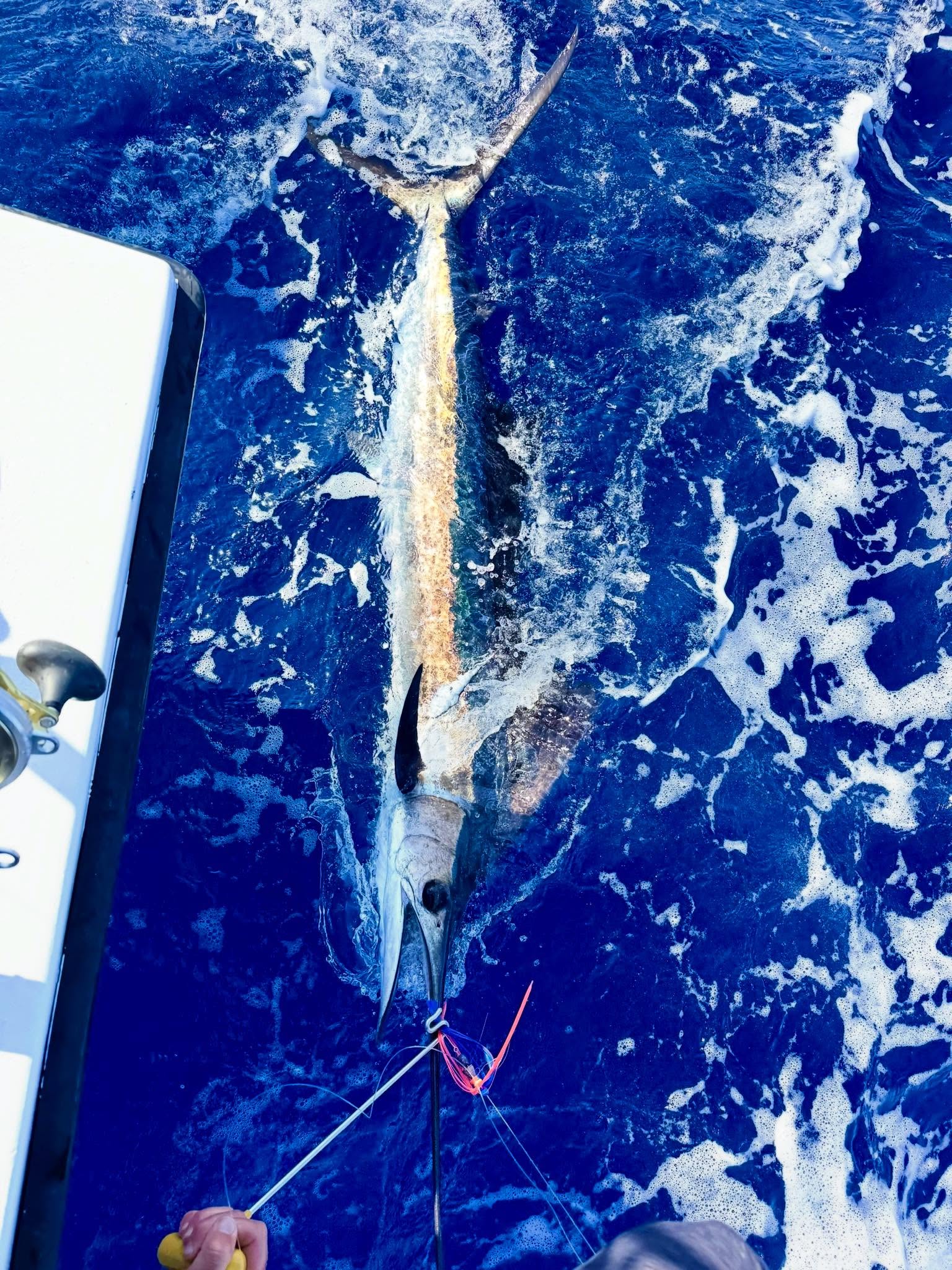 Blue marlin caught during deep sea fishing trip in Morehead City NC waters