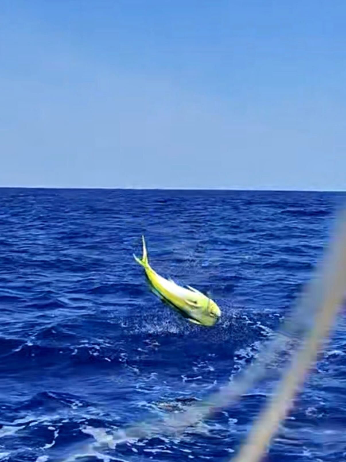 Mahi mahi jumping out of blue ocean water near Morehead City NC during fishing trip