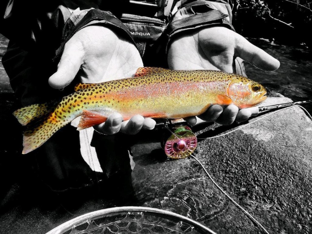 A rainbow trout in Travelers Rest