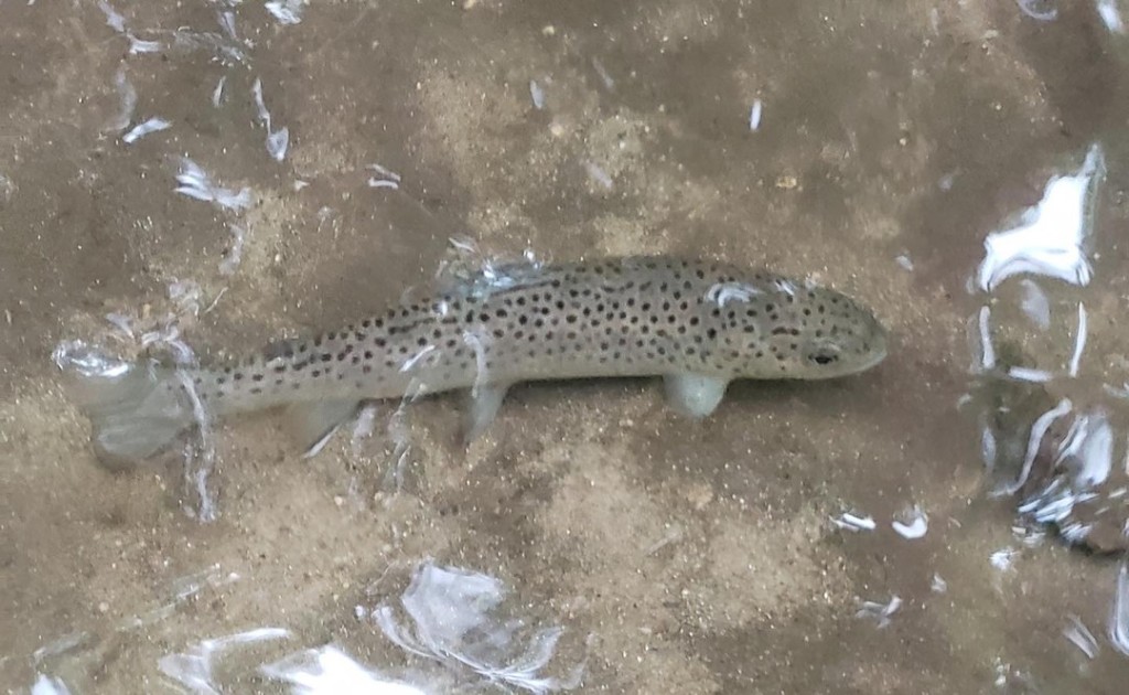 Stunning sea trout caught in SC